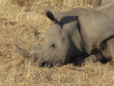 A male black rhino wobbles after being tranquillised.